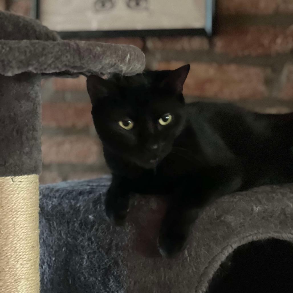 Enlarge Sly, a Adoptable Domestic Short Hair in Philadelphia, PA image 4/4