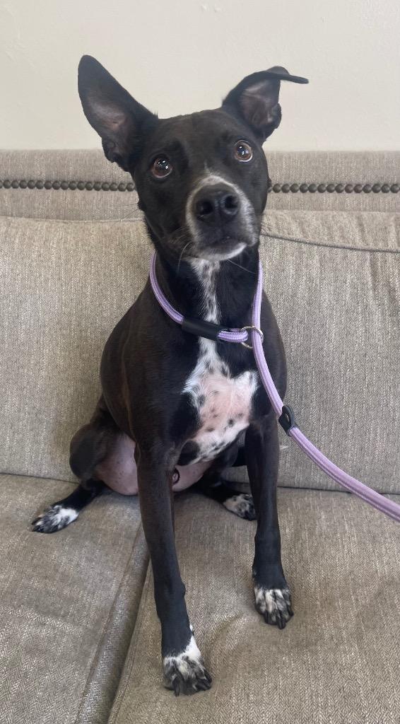 Marcus (Sammy), Adoptable, Senior Male Terrier & Pit Bull Terrier.