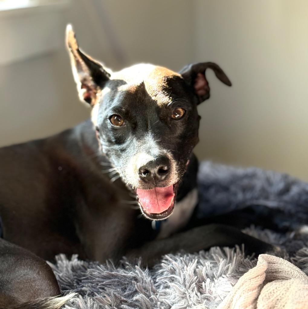 Marcus (Sammy), a Adoptable mixed breed in Thousand Oaks, CA image 2/3