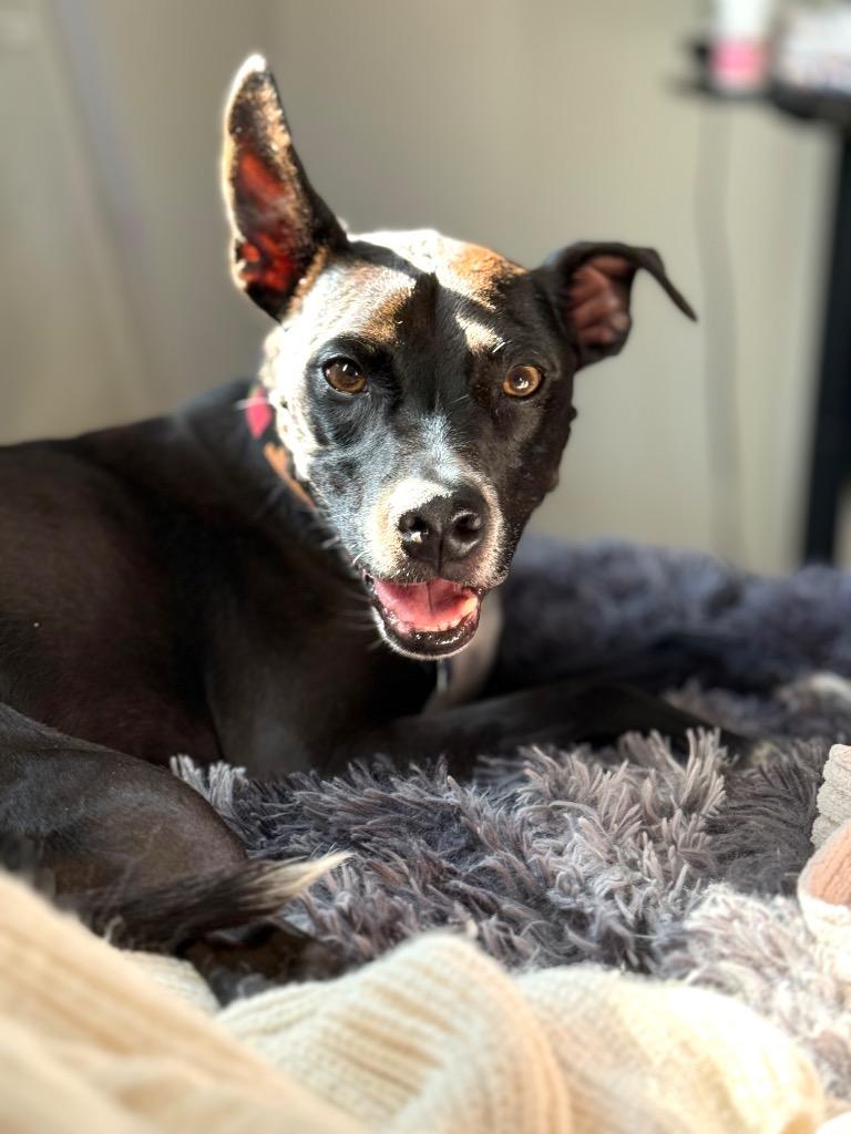 Marcus (Sammy), a Adoptable mixed breed in Thousand Oaks, CA image 3/3
