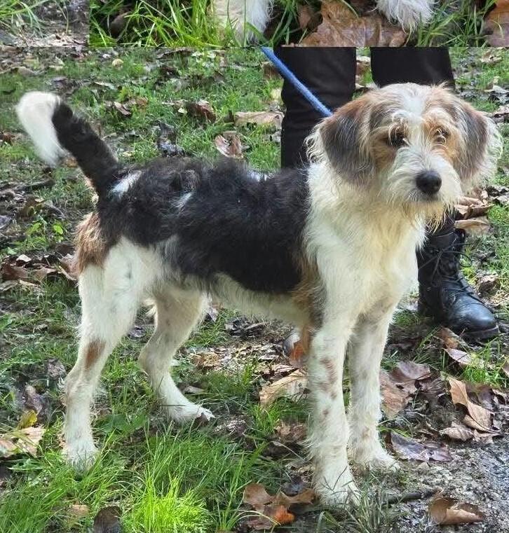 DJ, Adoptable, Adult Male Wire Fox Terrier.