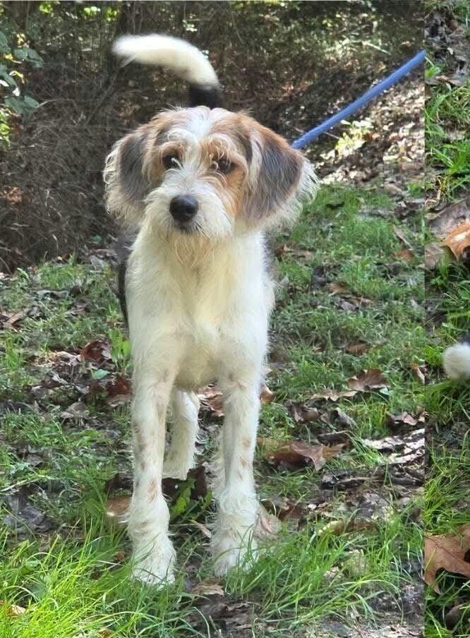 Enlarge DJ, a Adoptable mixed breed in Aurora, IN image 2/5