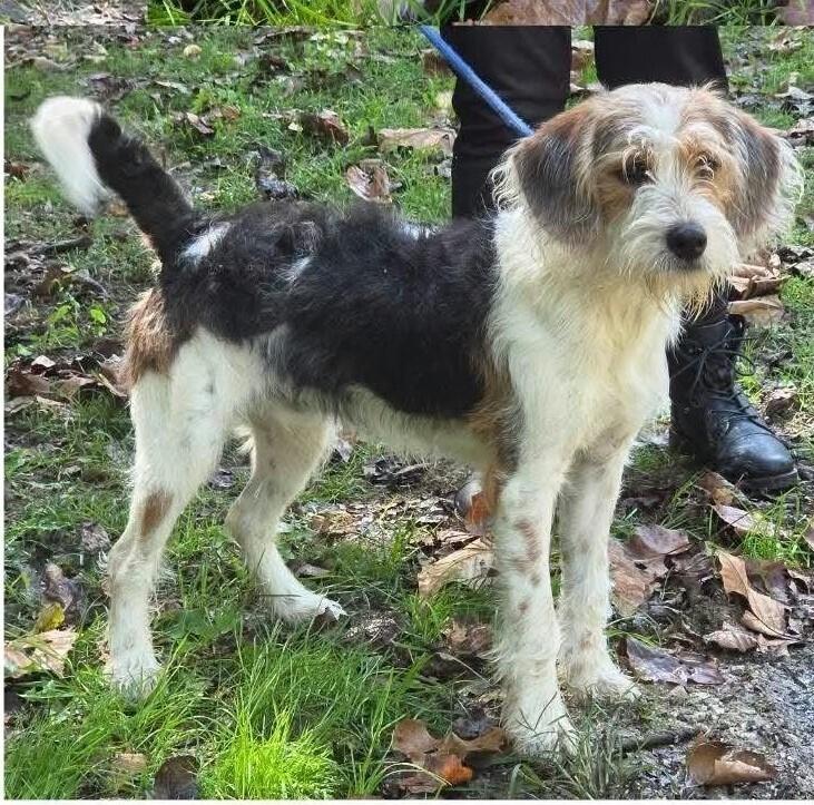 Enlarge DJ, a Adoptable mixed breed in Aurora, IN image 3/5
