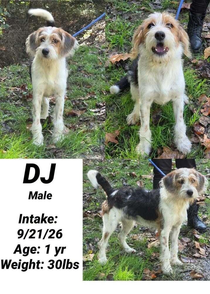 Enlarge DJ, a Adoptable mixed breed in Aurora, IN image 4/5
