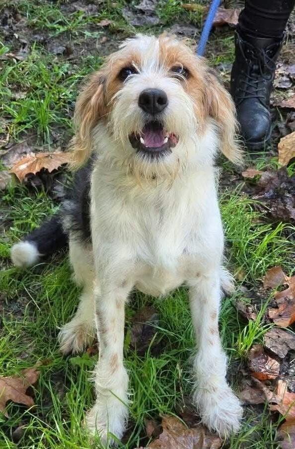 Enlarge DJ, a Adoptable mixed breed in Aurora, IN image 5/5