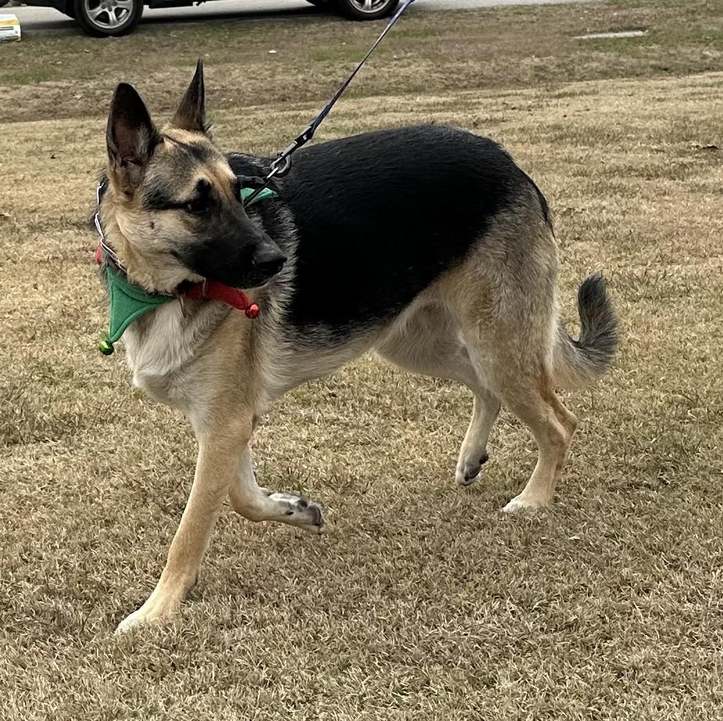 Khloe, ADOPTABLE, Adult Female German Shepherd Dog.