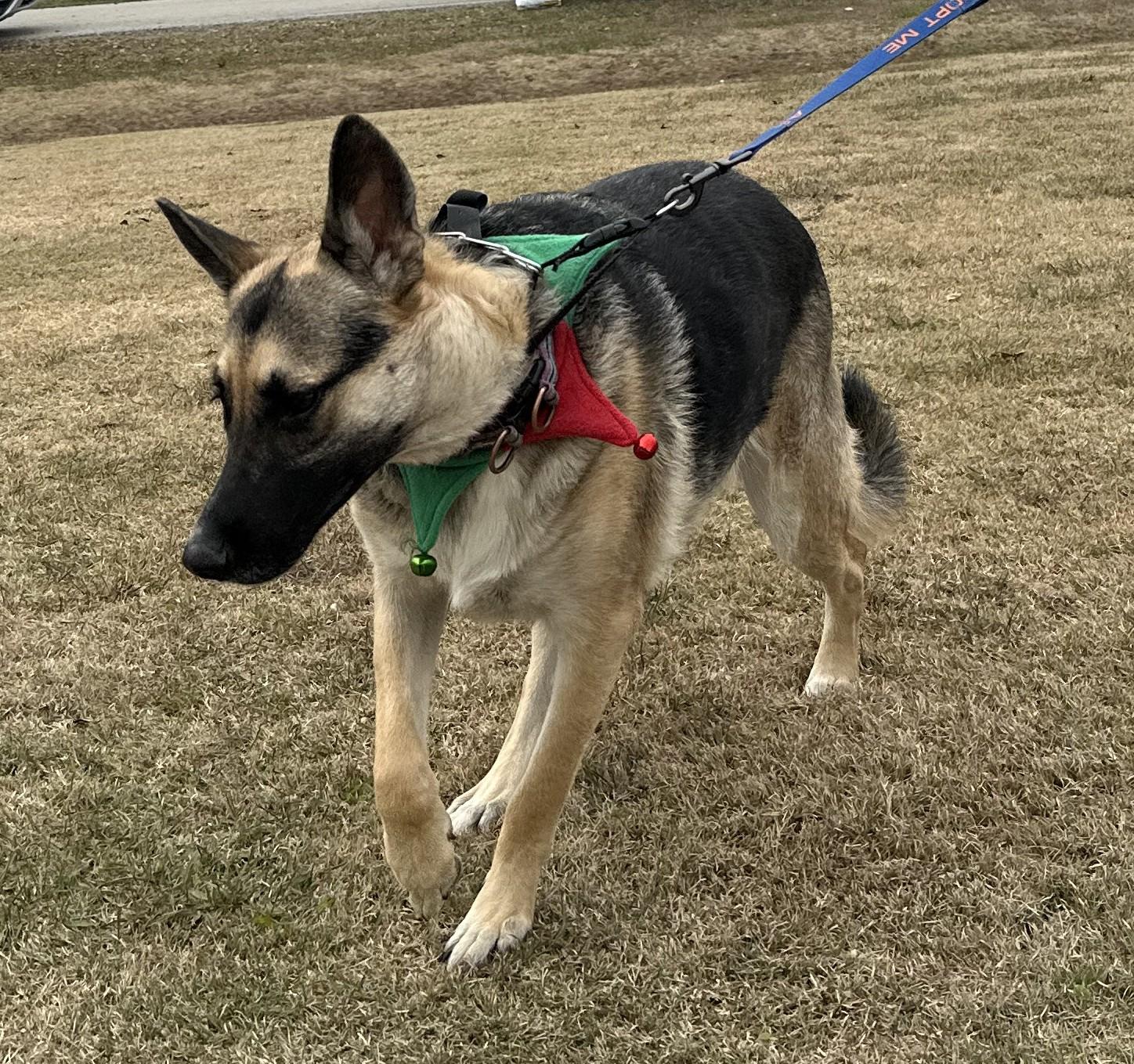 Enlarge Khloe, a ADOPTABLE German Shepherd Dog in Dallas, TX image 2/6