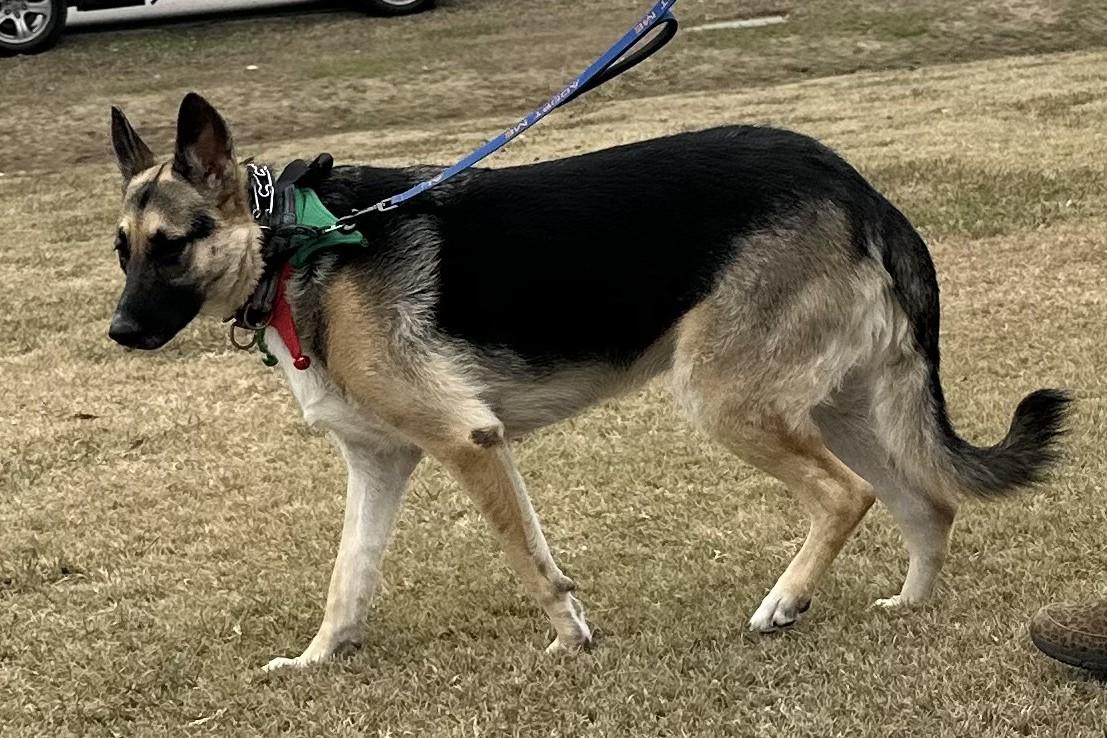 Enlarge Khloe, a ADOPTABLE German Shepherd Dog in Dallas, TX image 4/6