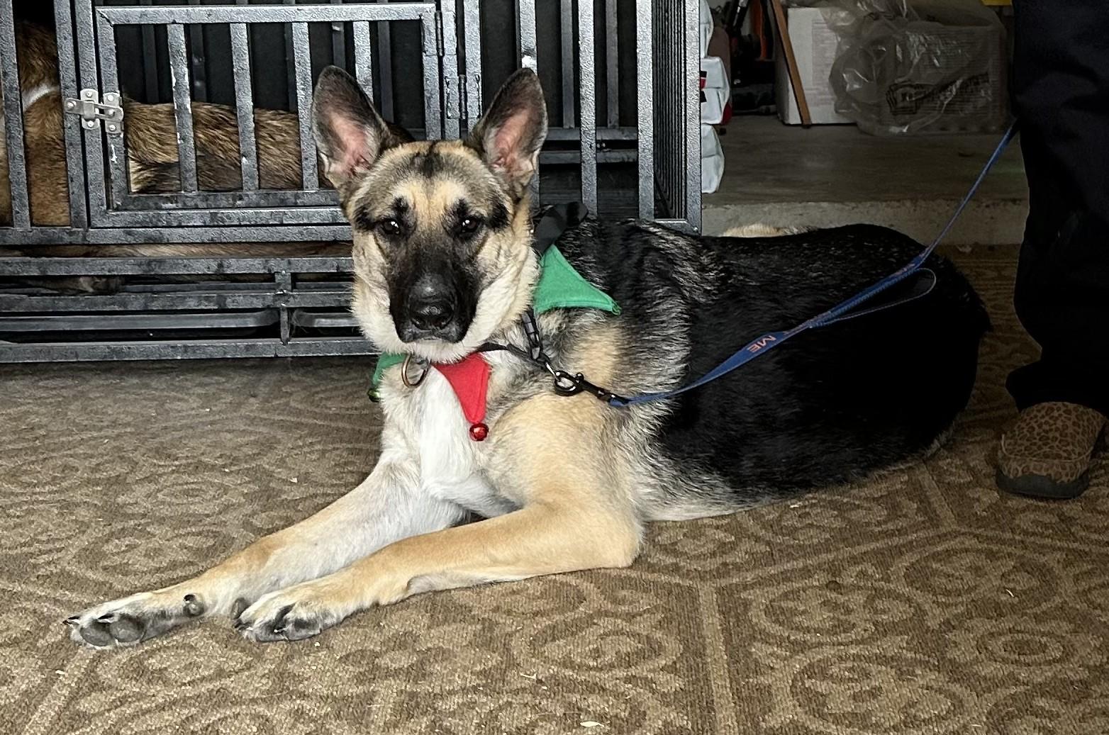 Enlarge Khloe, a ADOPTABLE German Shepherd Dog in Dallas, TX image 6/6