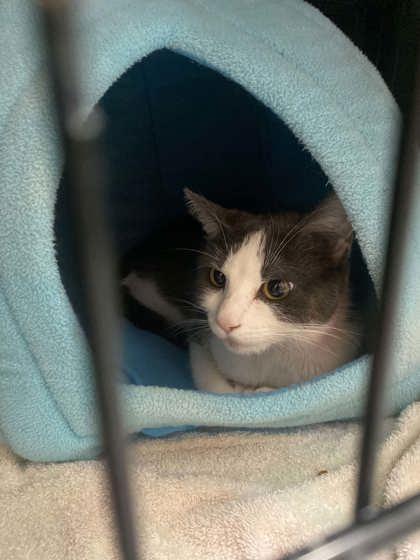 Neo 52715, a ADOPTABLE Domestic Short Hair in Oklahoma City, OK image 2/2