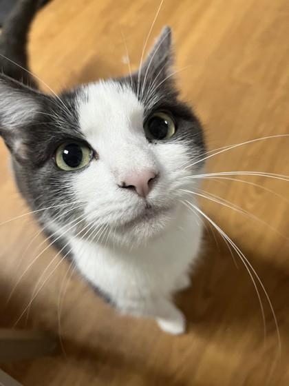 Neo 52715, ADOPTABLE, Adult Female Domestic Short Hair.