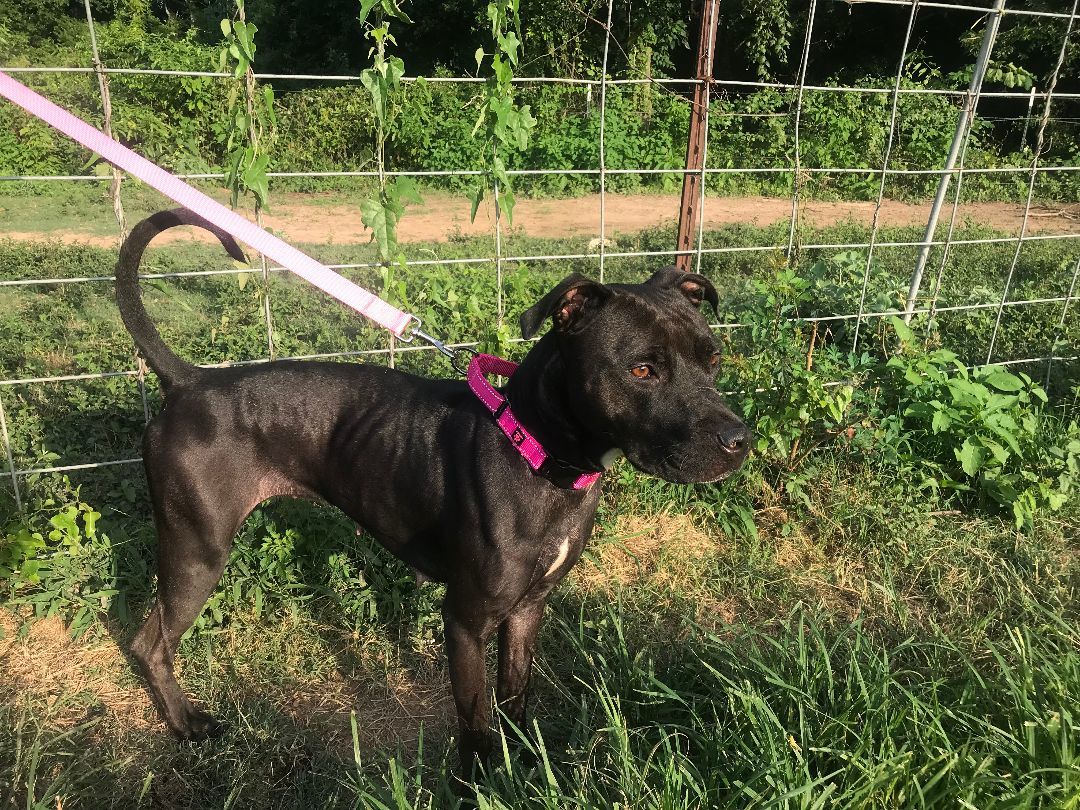 Chrissy, Adoptable, Adult Female American Staffordshire Terrier.