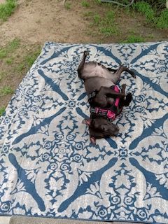 Chrissy, a Adoptable American Staffordshire Terrier in Rockdale, TX image 2/6