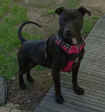 Chrissy, a Adoptable American Staffordshire Terrier in Rockdale, TX image 3/6