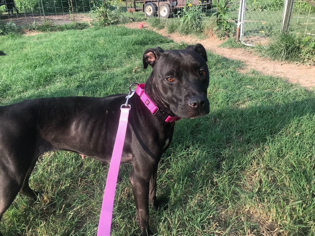 Chrissy, a Adoptable American Staffordshire Terrier in Rockdale, TX image 4/6