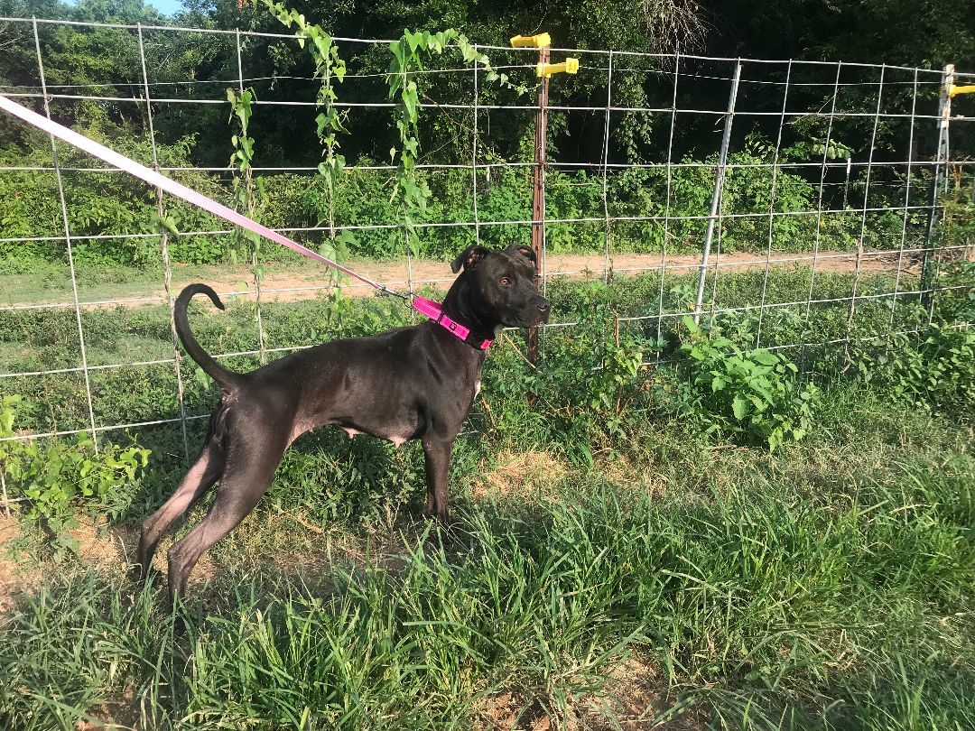 Chrissy, a Adoptable American Staffordshire Terrier in Rockdale, TX image 5/6