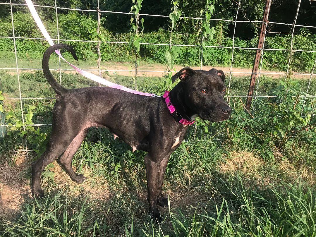 Chrissy, a Adoptable American Staffordshire Terrier in Rockdale, TX image 6/6