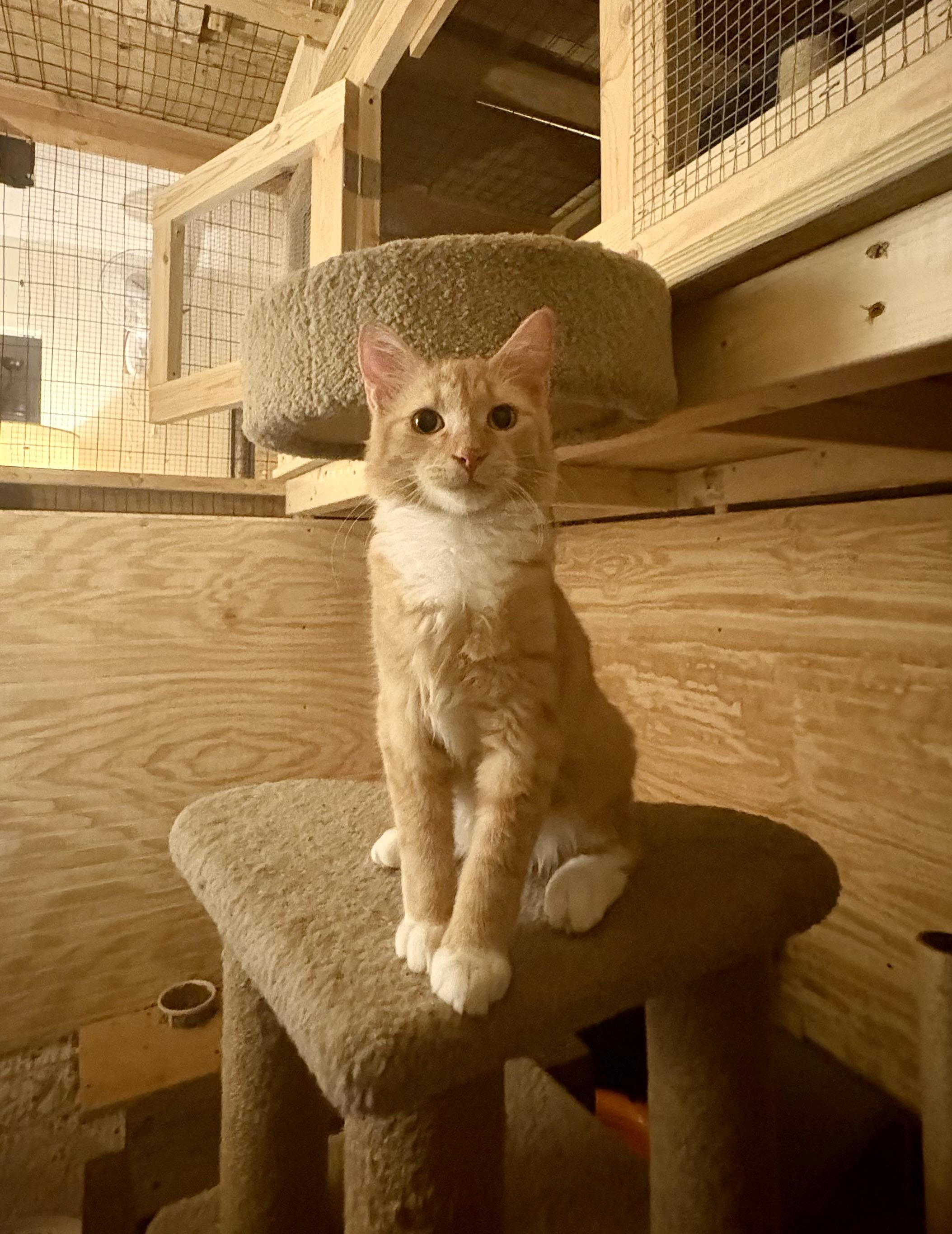 Punkin, Adoptable, Young Male Domestic Medium Hair.