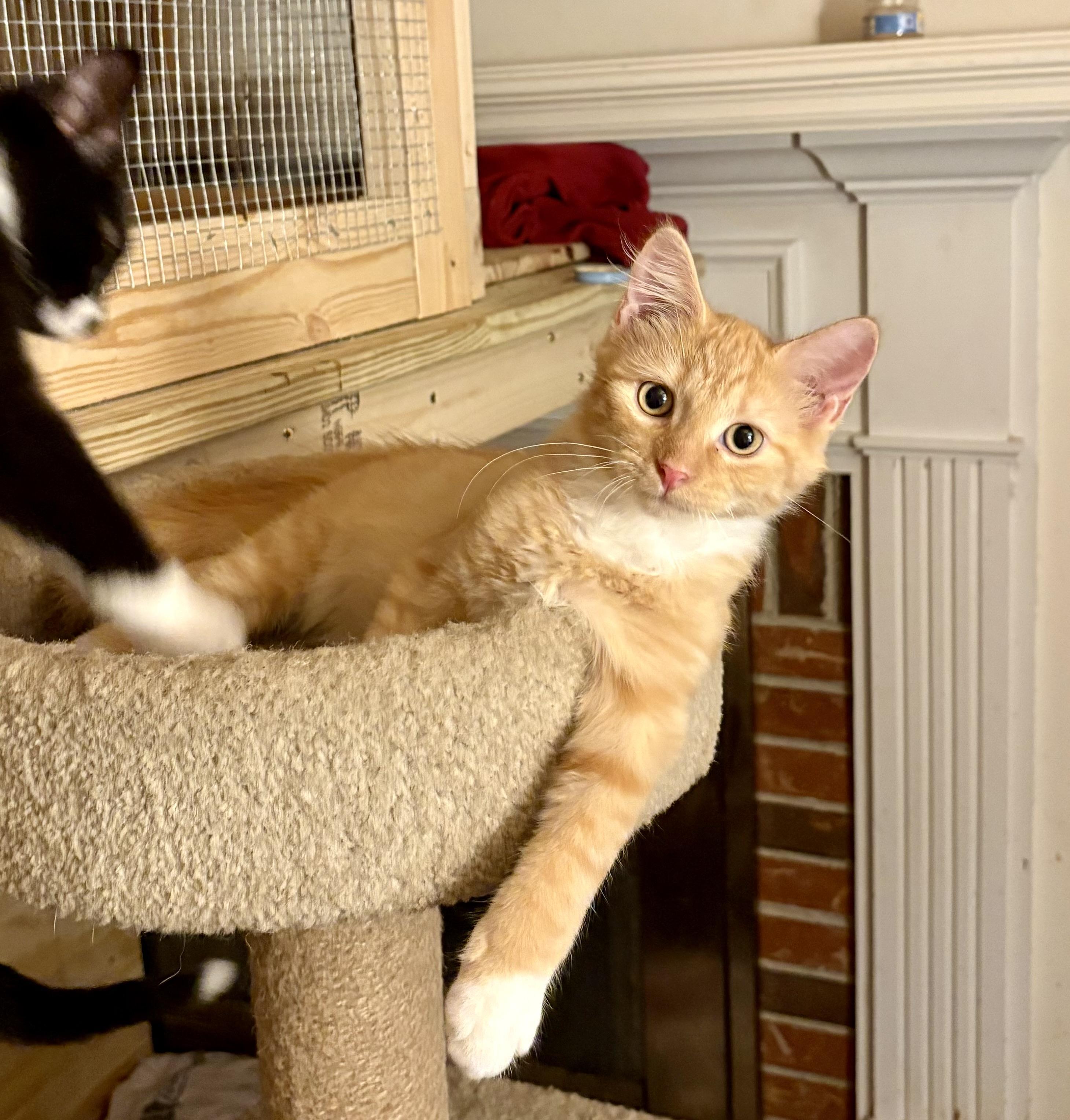 Enlarge Punkin, a Adoptable Domestic Medium Hair in Columbia, SC image 2/2