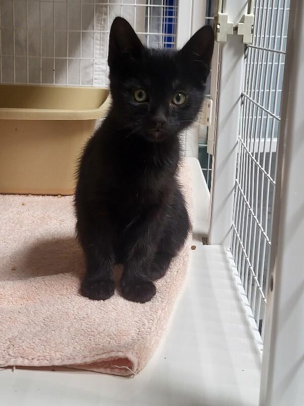 Enlarge Clutch more solid black, a Adoptable Domestic Short Hair in Diamond Springs, CA image 1/3