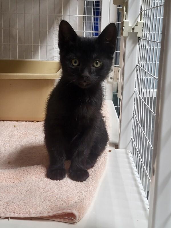 Enlarge Clutch more solid black, a Adoptable Domestic Short Hair in Diamond Springs, CA image 3/3