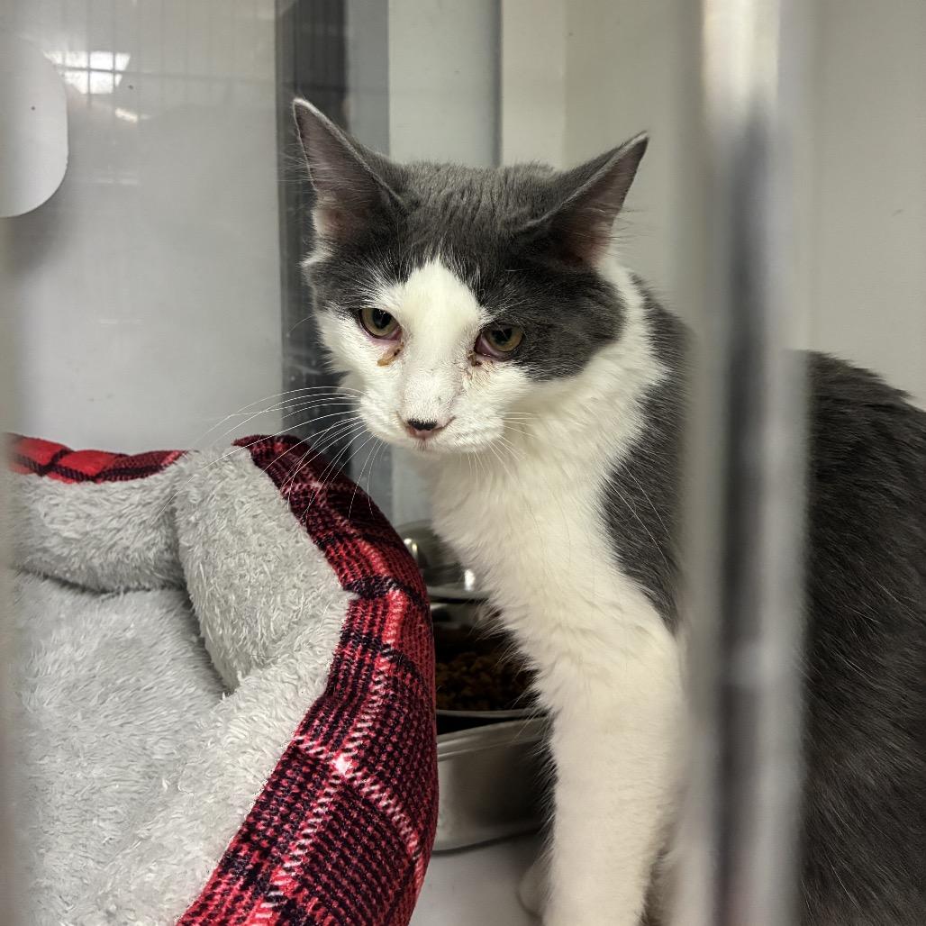 Enlarge Uno, a Adoptable Domestic Short Hair in Carroll, IA image 1/6