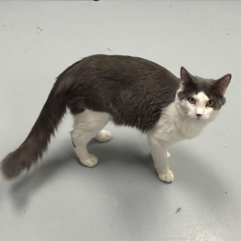 Enlarge Uno, a Adoptable Domestic Short Hair in Carroll, IA image 2/6