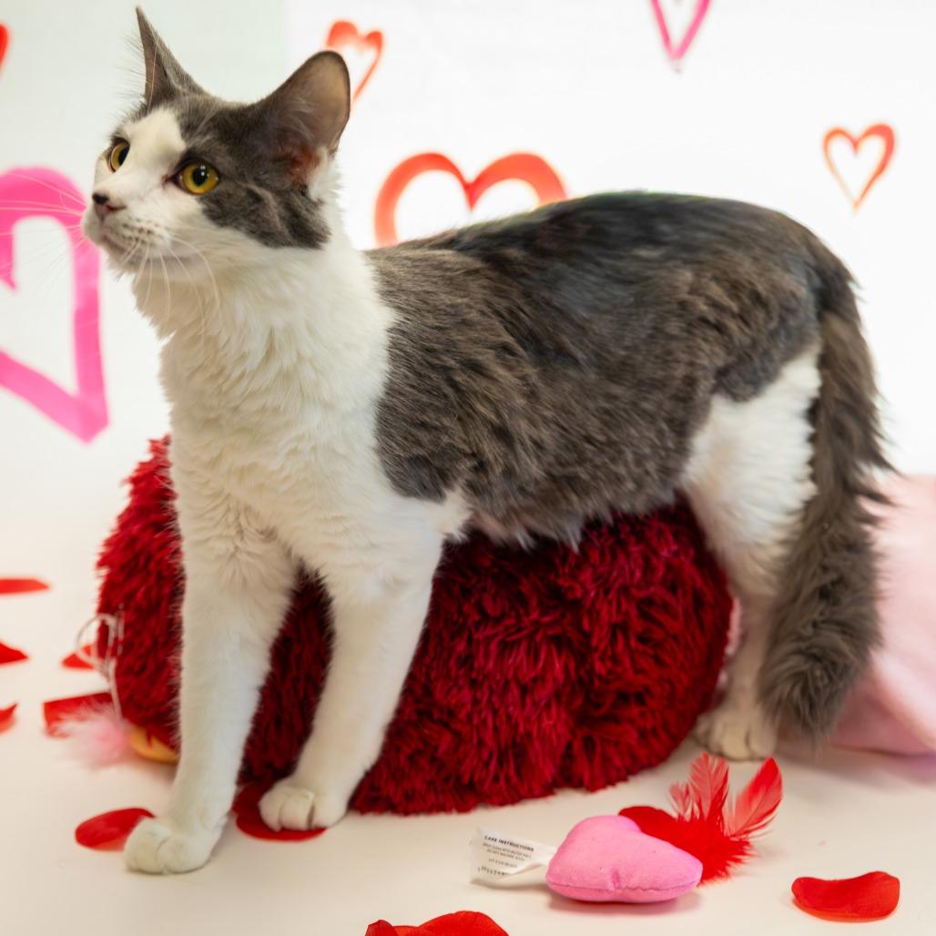 Enlarge Uno, a Adoptable Domestic Short Hair in Carroll, IA image 3/6