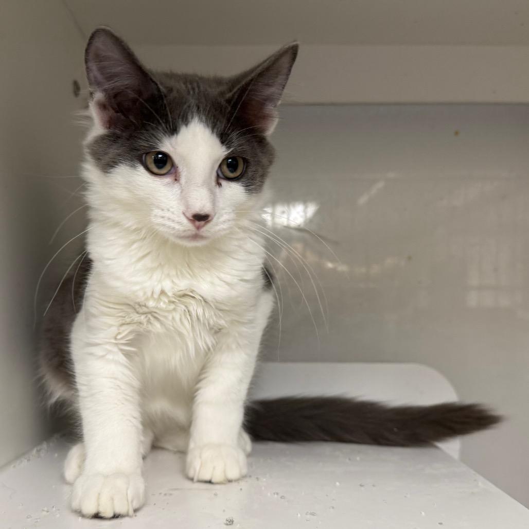 Enlarge Uno, a Adoptable Domestic Short Hair in Carroll, IA image 4/6