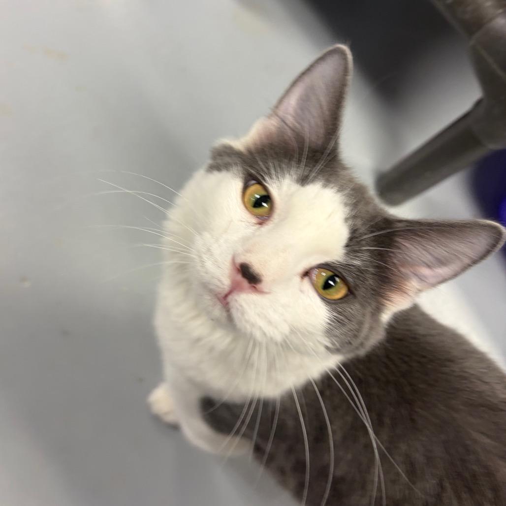 Enlarge Uno, a Adoptable Domestic Short Hair in Carroll, IA image 5/6