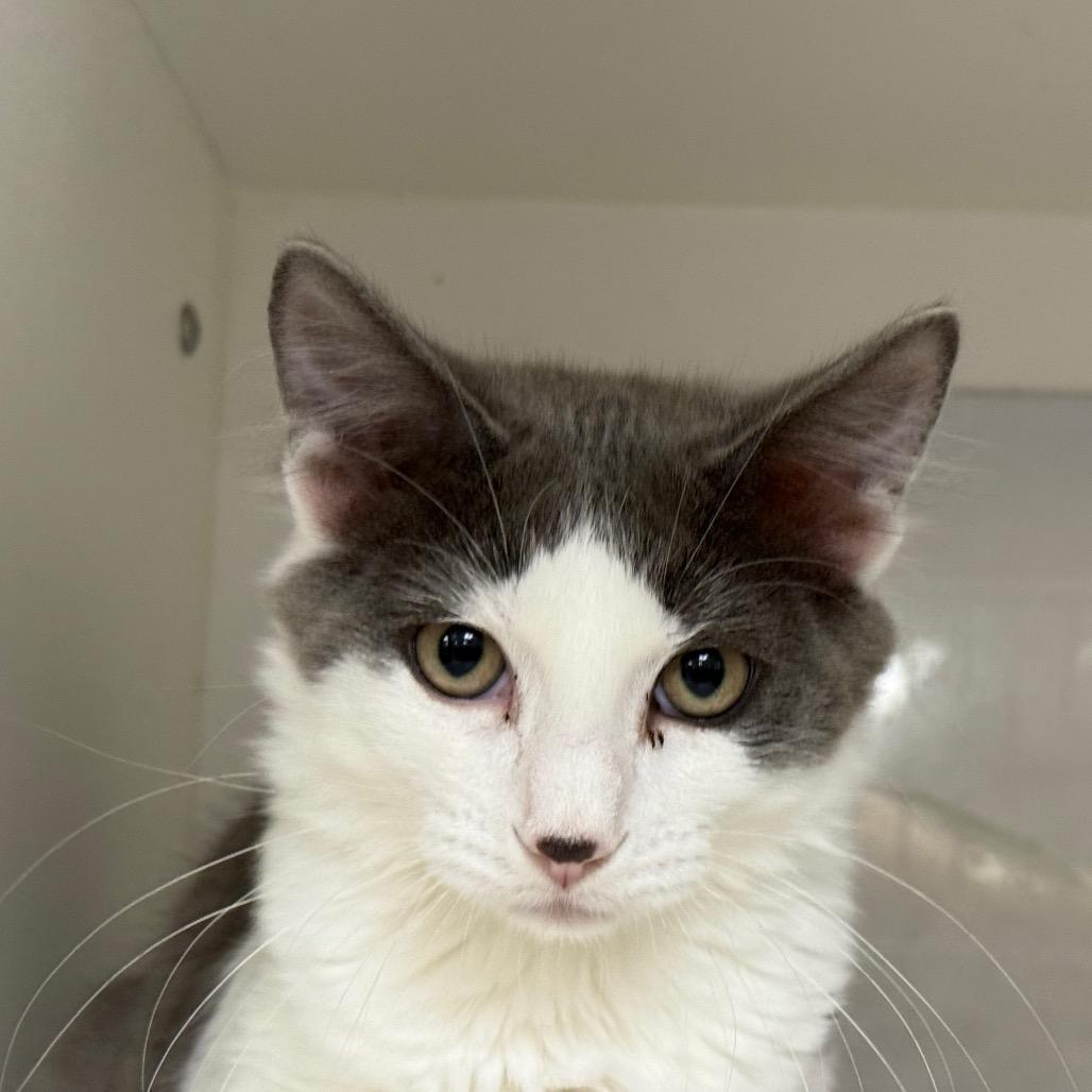 Enlarge Uno, a Adoptable Domestic Short Hair in Carroll, IA image 6/6