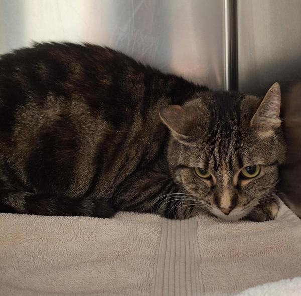Flora, Adoptable, Adult Female Domestic Short Hair.