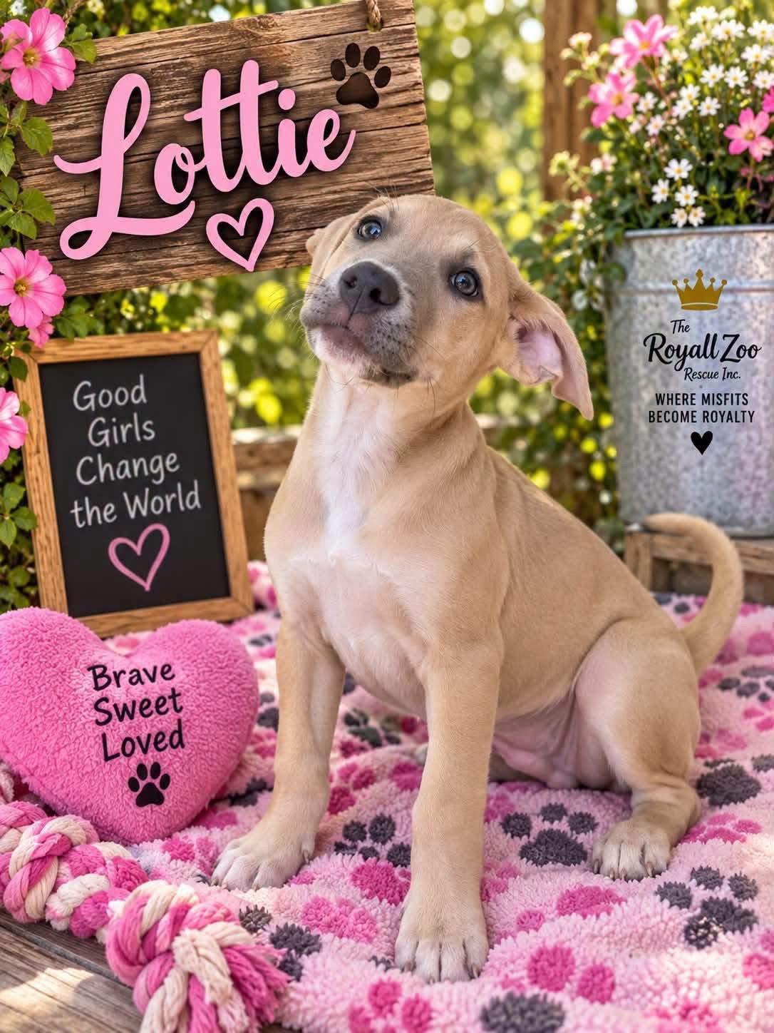 Lottie, Adoptable, Puppy Female Pit Bull Terrier.
