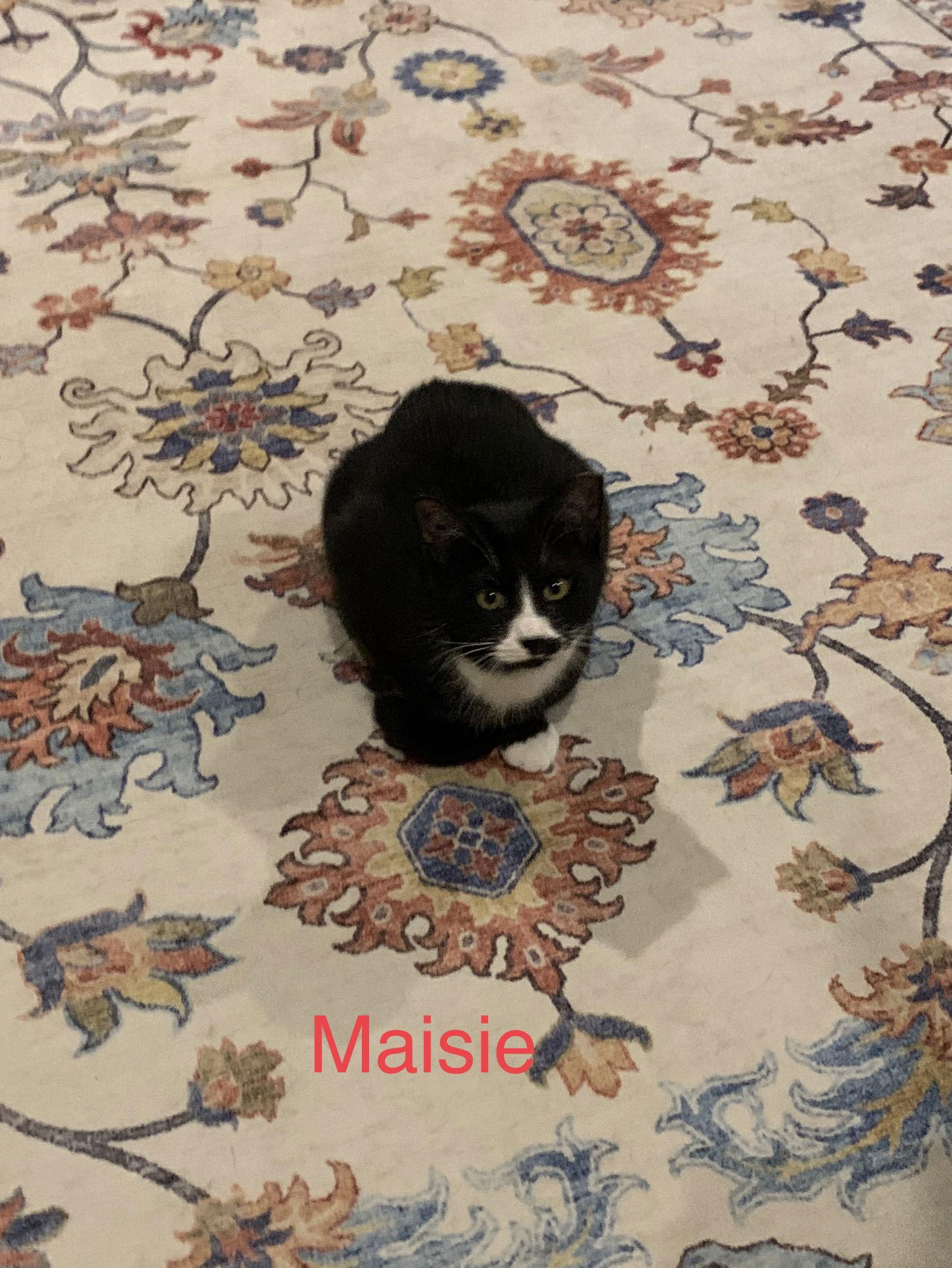 Courtesy List: Maisie, Adoptable, Adult Female Domestic Short Hair.