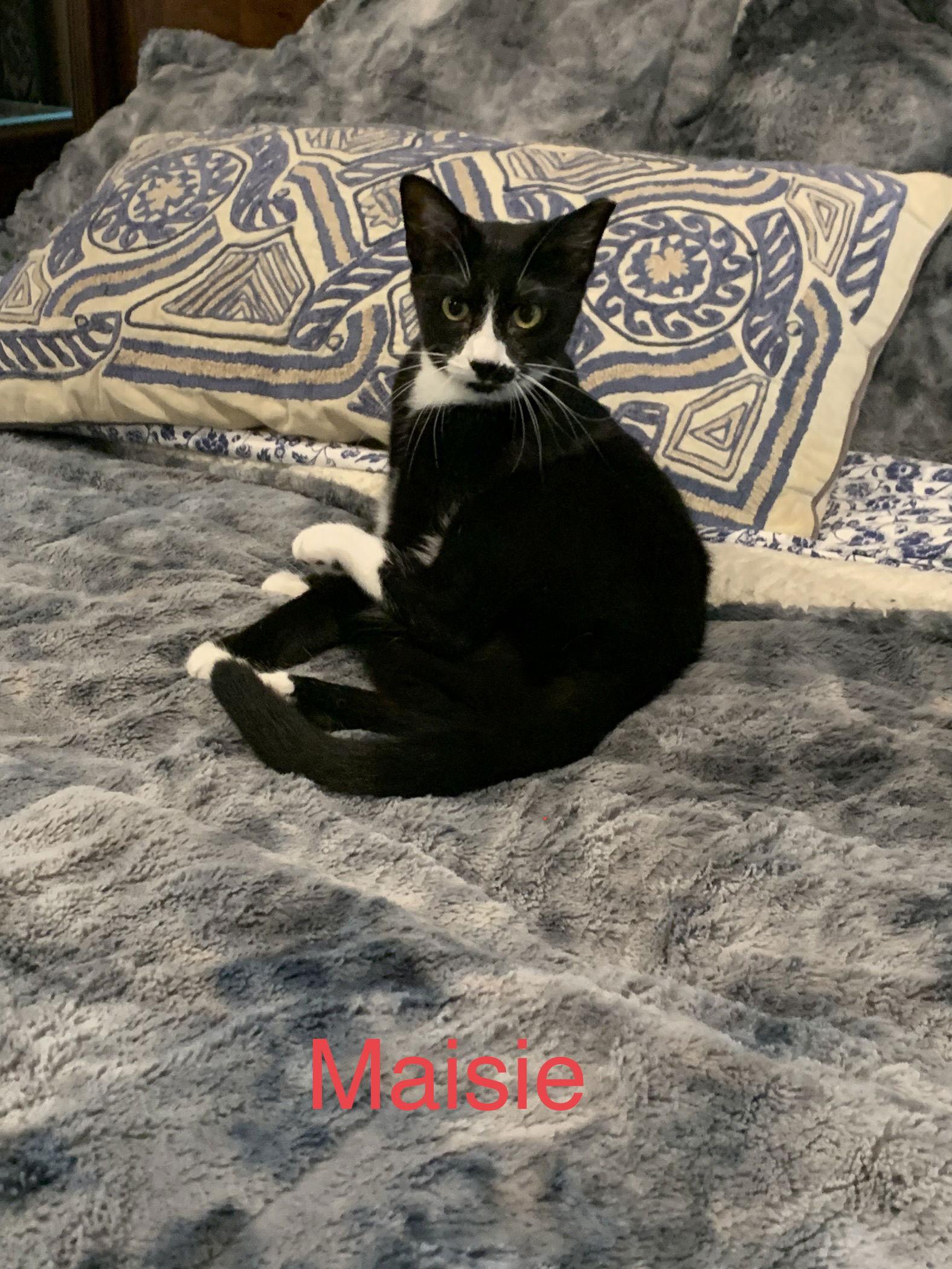 Courtesy List: Maisie, a Adoptable Domestic Short Hair in Broomall, PA image 2/3