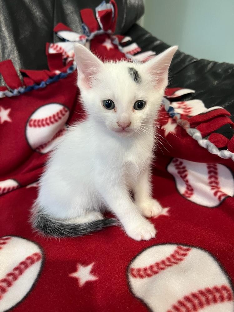 One Dot, Adoptable, Kitten Male Domestic Short Hair.