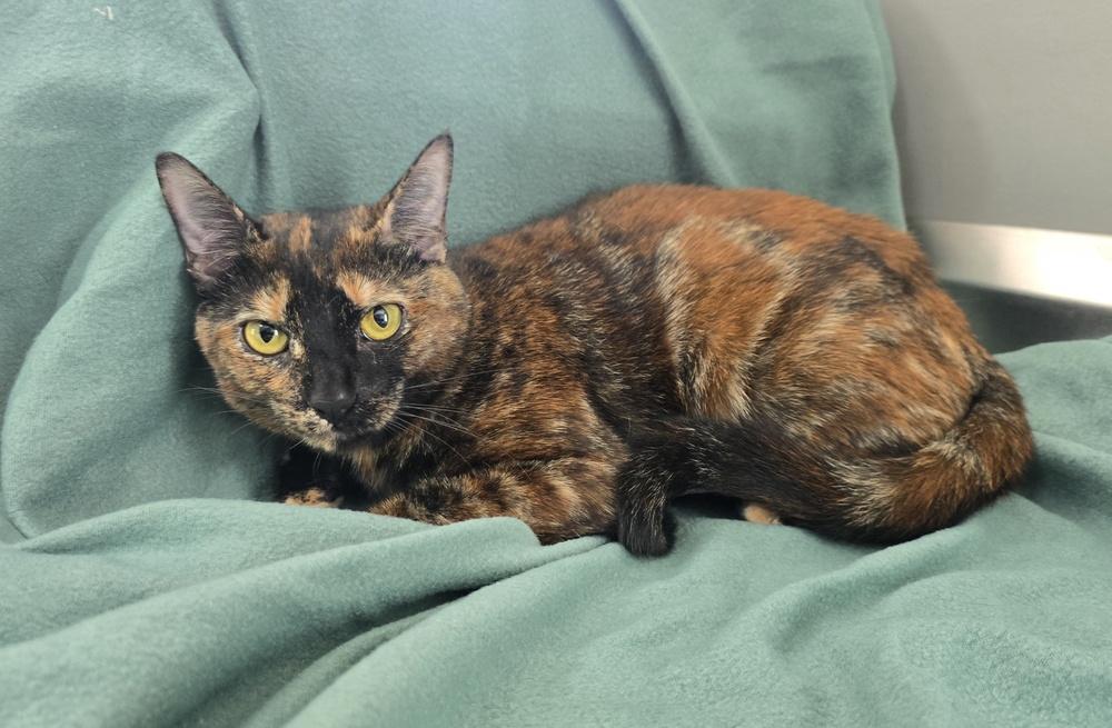Cocoa, Adopted, Adult Female Domestic Short Hair.