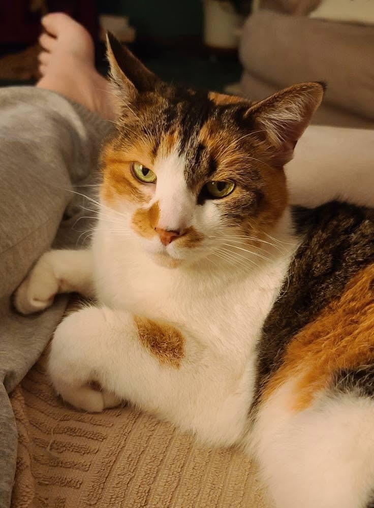 Freya, Adopted, Adult Female Domestic Short Hair.