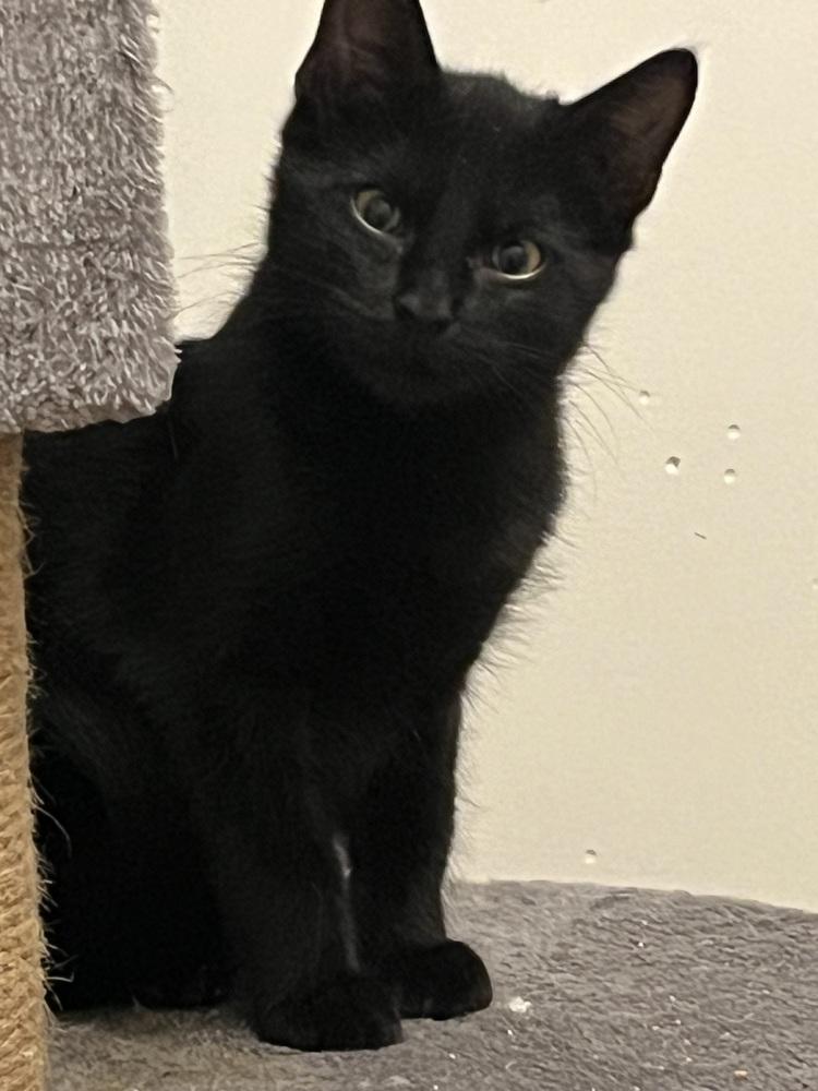Onyx BP, a Adoptable Domestic Short Hair in Greenville, SC image 3/4