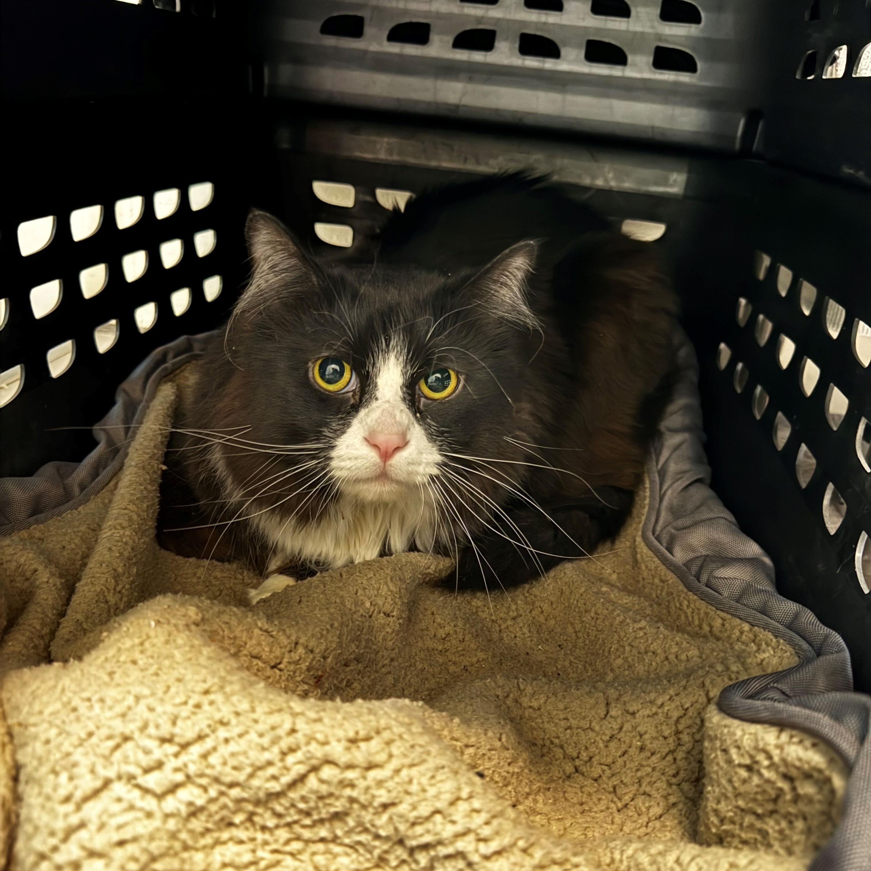 Biggin , Adoptable, Adult Male Domestic Long Hair.