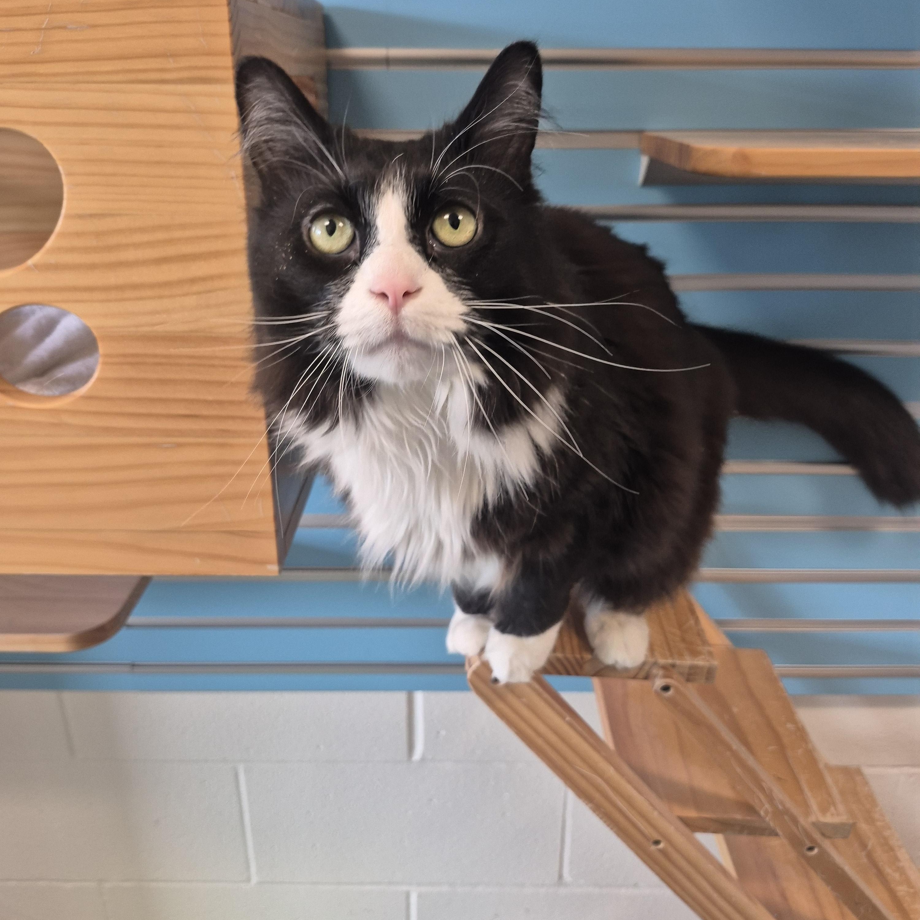 Biggin , Adoptable, Adult Male Domestic Long Hair.