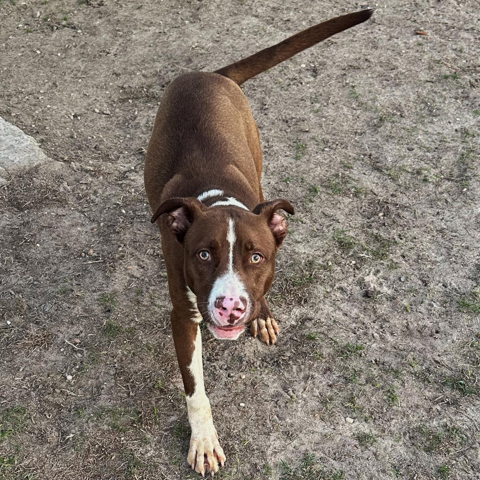 Enlarge Ralph, a ADOPTABLE mixed breed in Valdosta, GA image 2/3