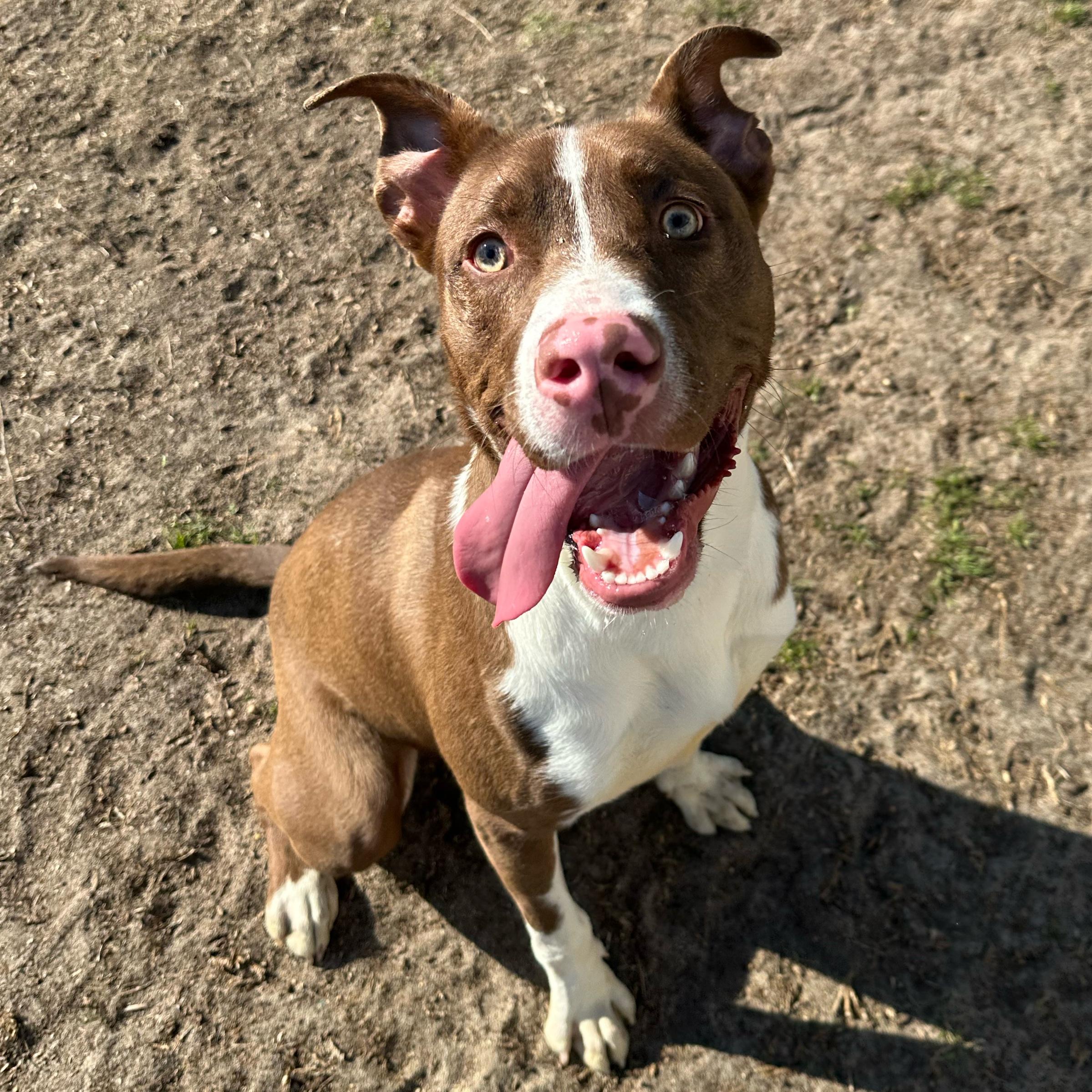 Ralph, ADOPTABLE, Puppy Male Pit Bull Terrier.