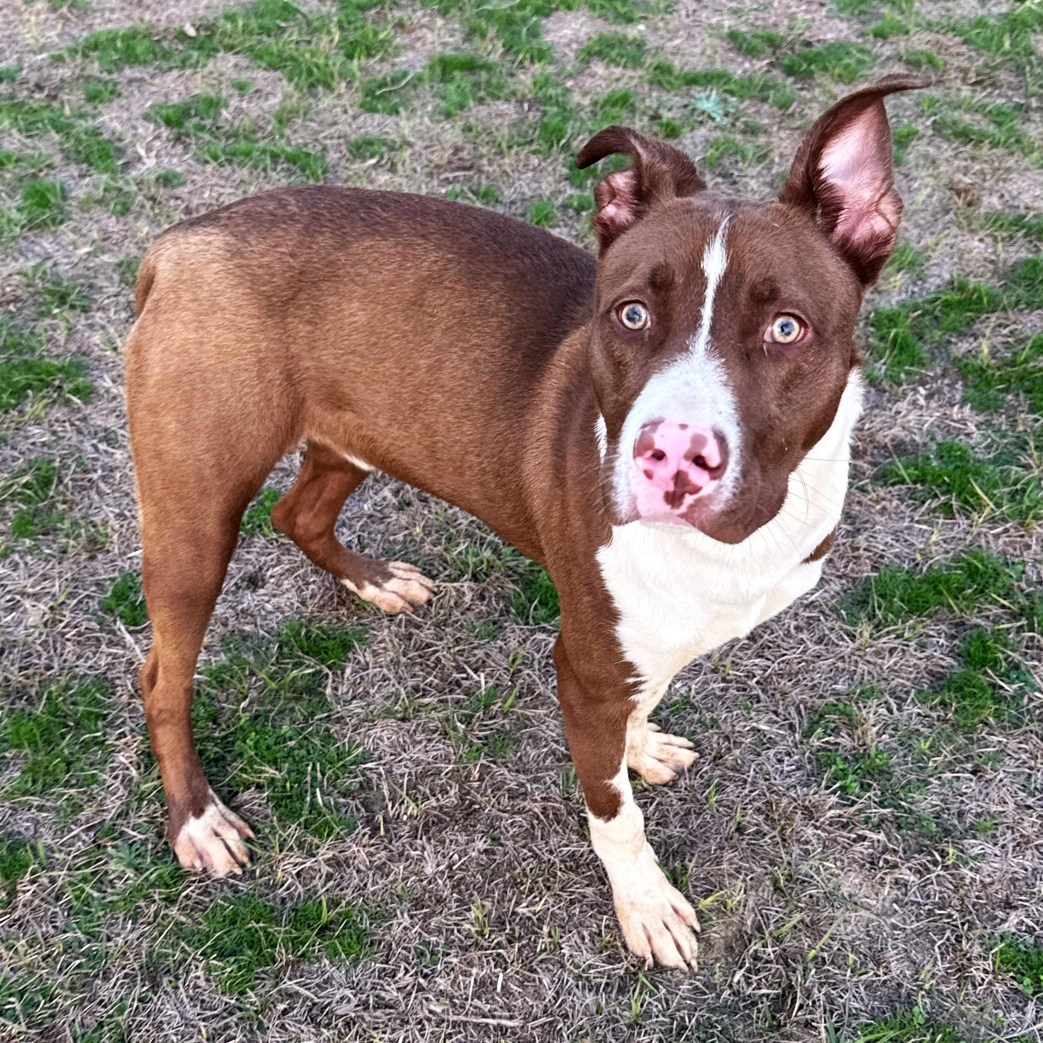 Enlarge Ralph, a ADOPTABLE mixed breed in Valdosta, GA image 3/3