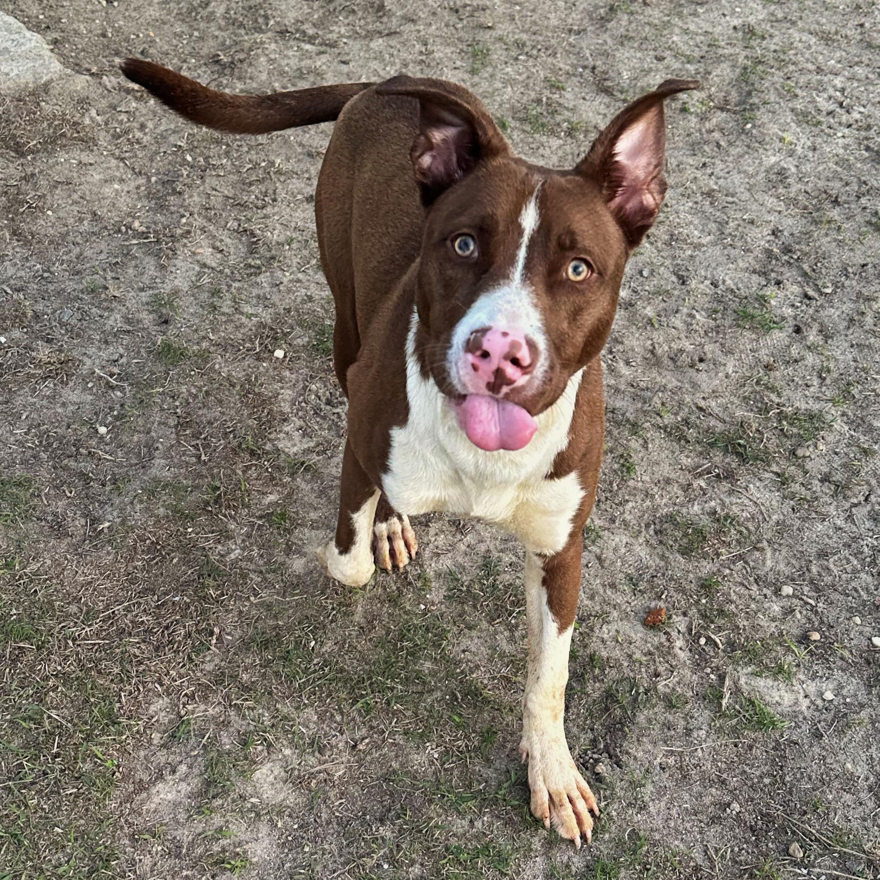 Ralph, ADOPTABLE, Puppy Male Pit Bull Terrier.