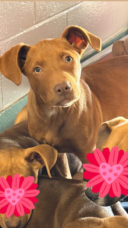 Flower — thumbnail 2