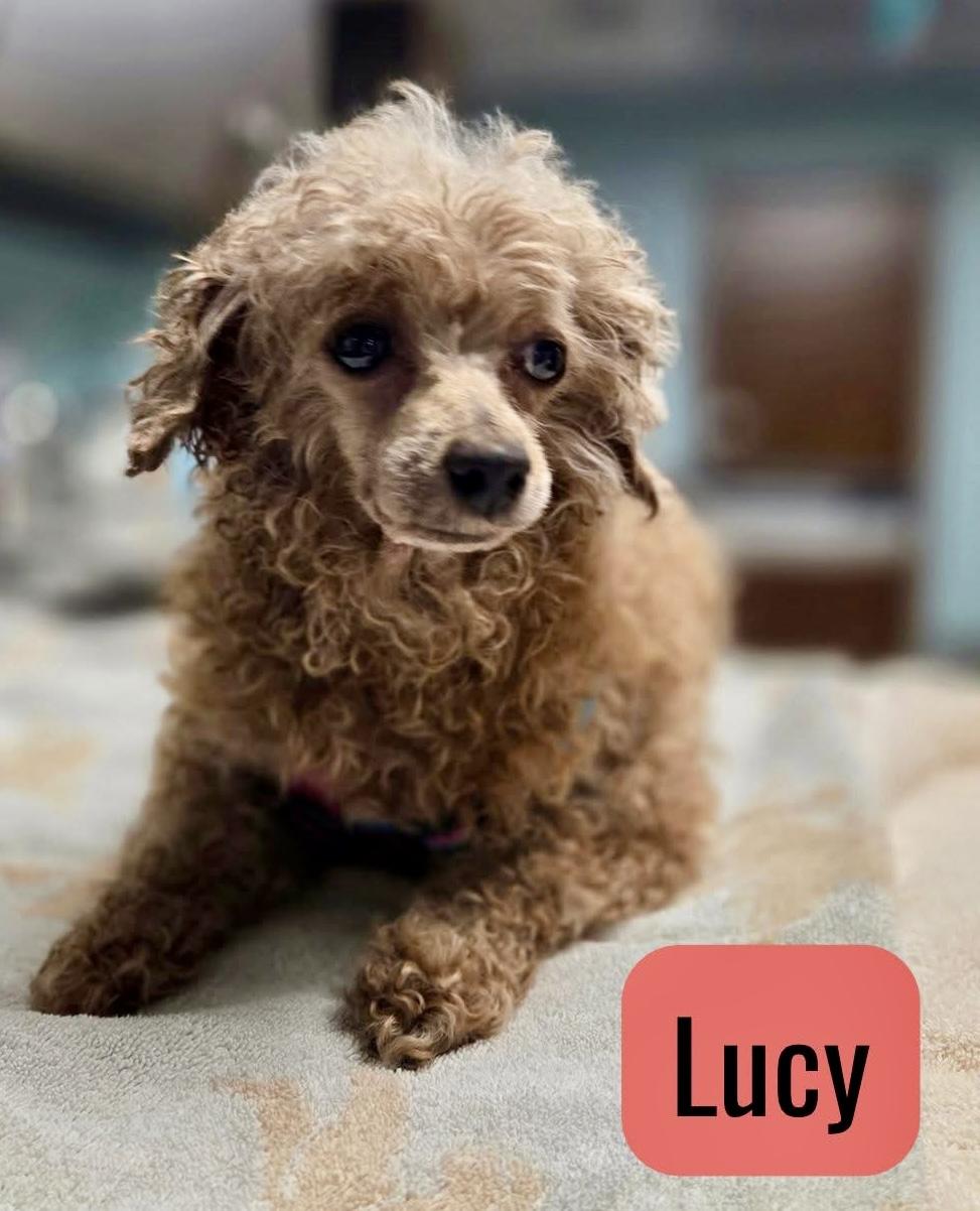 Enlarge Lucy, a ADOPTABLE Miniature Poodle in Suffolk, VA image 1/1