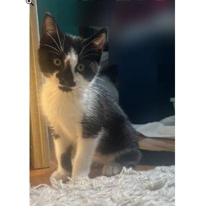 Eeyore Ames, adopt with Piglet, Adoptable, Kitten Male Domestic Short Hair & Domestic Short Hair.