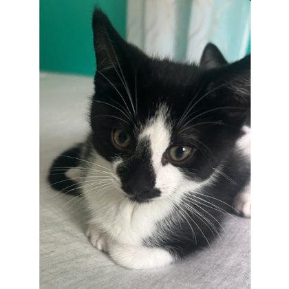 Enlarge Eeyore Ames, adopt with Piglet, a Adoptable mixed breed in Hudson, MA image 3/3