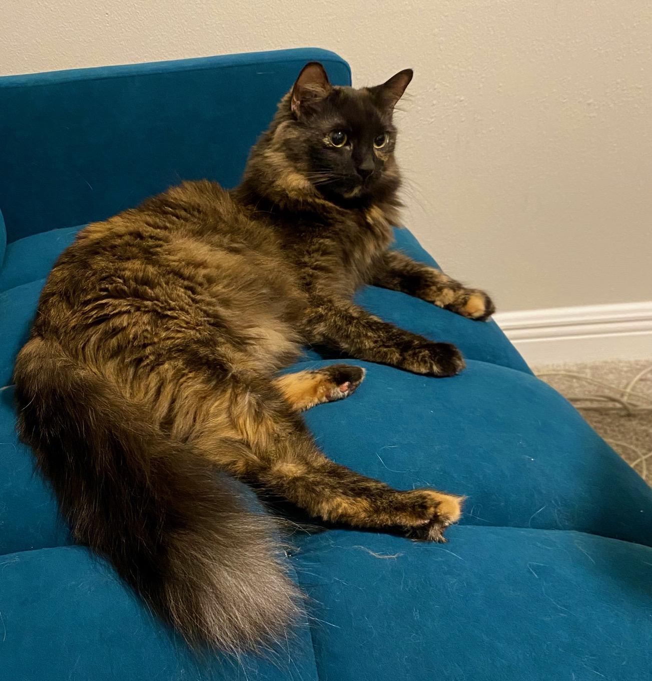 Enlarge Evie - Riley Fuzzel Petsmart, a Adoptable Tortoiseshell in Spring, TX image 3/3